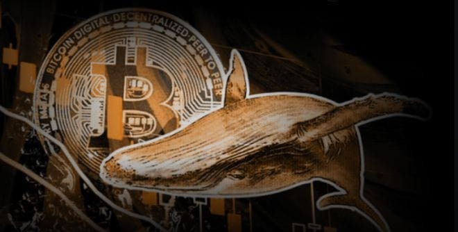 比特幣鯨魚在那里 7 天內(nèi)積累了 6 一億美元的比特幣-正在醞釀什么？