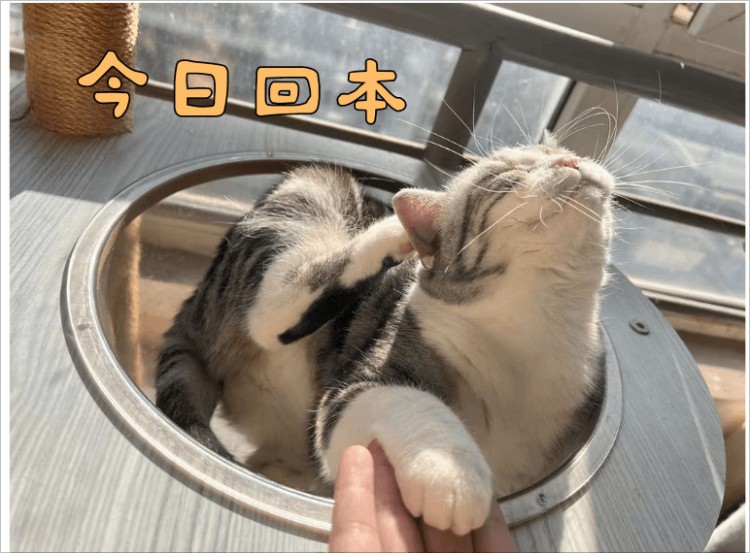 我哭了,持幣三個月,我的$SUI 終于回本且有盈利!