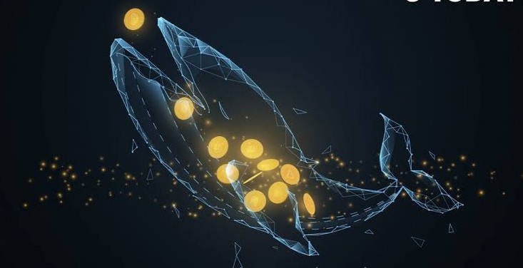 [Crypto360]比特幣，以太坊，卡爾達(dá)諾或 Chainlink 鯨魚(yú)活動(dòng)在網(wǎng)絡(luò)上激增