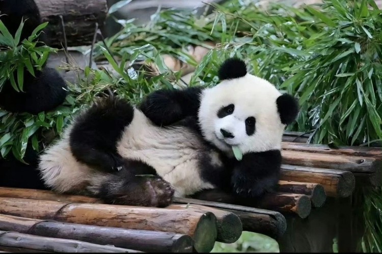 如果魯迅在世,我猜他一定會(huì)囤比特幣,因?yàn)樗莻€(gè)搞錢高手