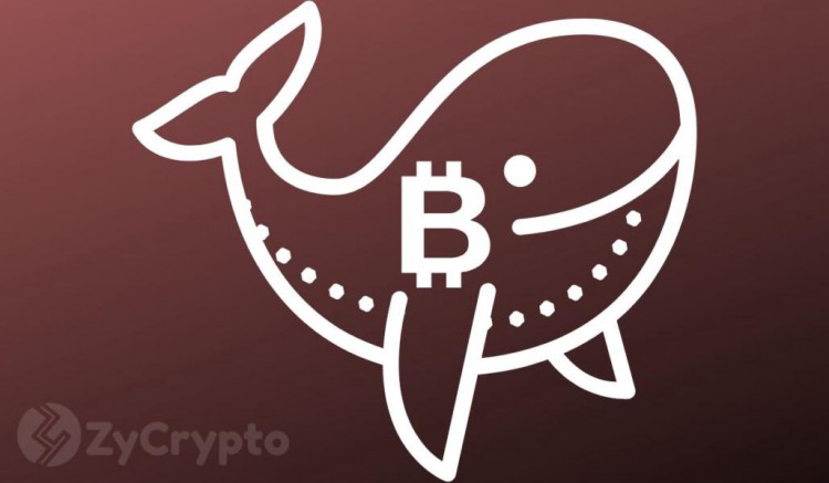 [Crypto360]伴隨著比特幣鯨魚買賣地進(jìn)行，一個新的比特幣詳細(xì)地址正接近年度高點